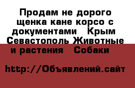 Продам не дорого щенка кане корсо с документами - Крым, Севастополь Животные и растения » Собаки   